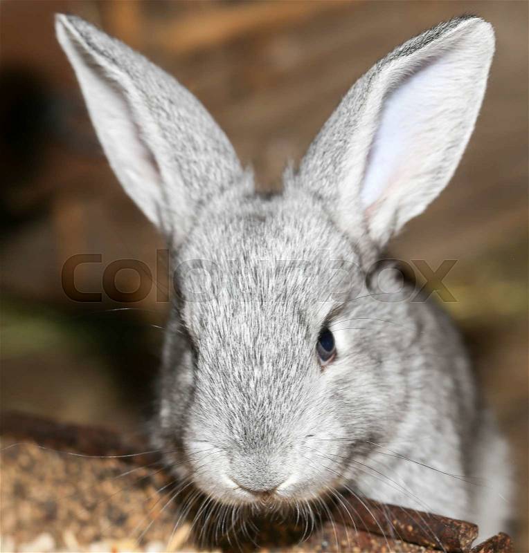 Beautiful rabbit on the farm, stock photo