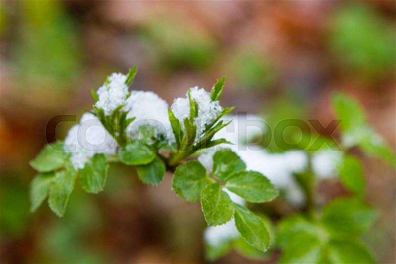 Snow fell unexpectedly, lying on the leaves of parsley in the garden. Shallow depth of field. Selective focus, stock photo