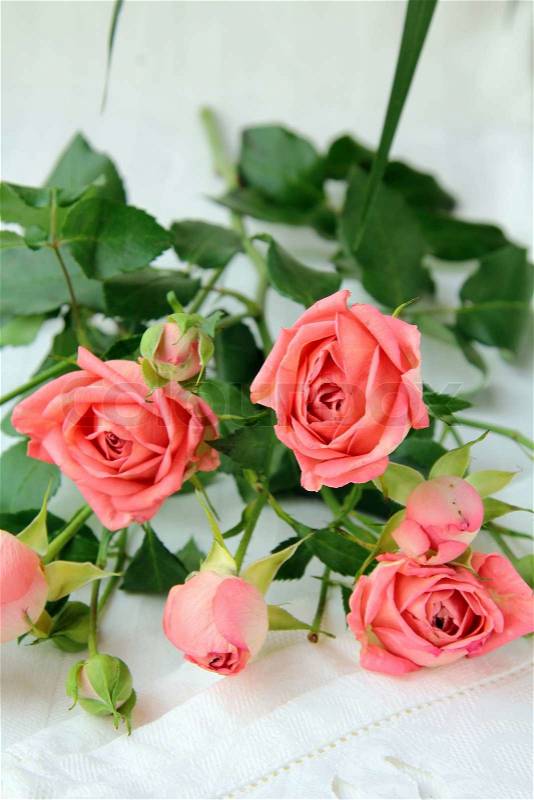 Bouquet of pink mini roses Sprays, stock photo