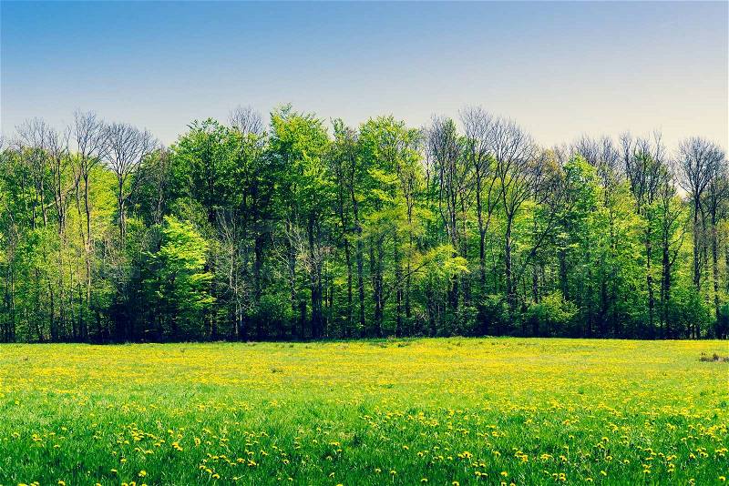 Green trees on a field with yellow dandelions in the spring, stock photo