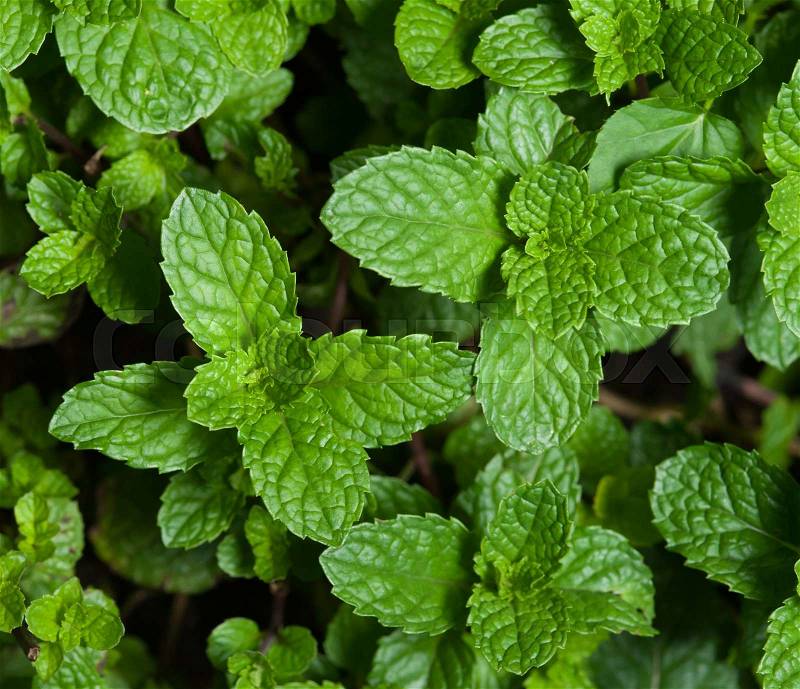 Mint plant grown at vegetable garden, stock photo