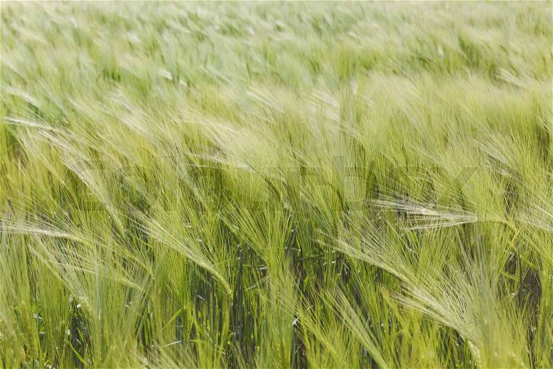 Green barley plants in a field. A barley field sways gently in the wind, agricultural background, stock photo