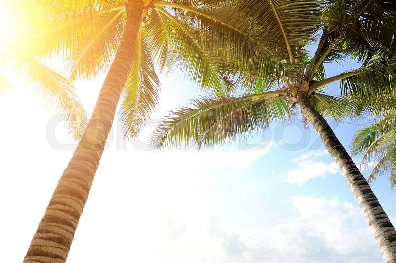Beautiful green palm tree on blue sky background, stock photo