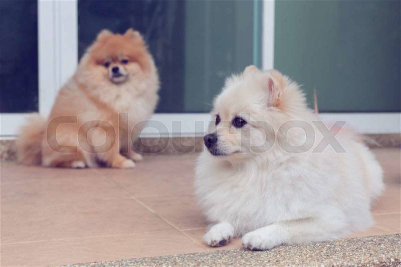 Pomeranian small dog cute pets friendly in home, stock photo