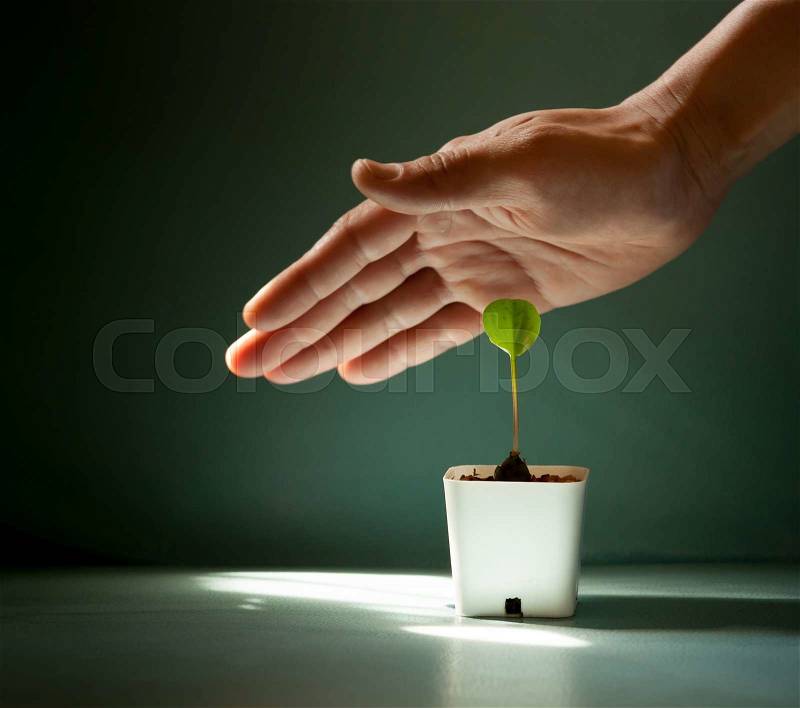 Human hands protecting young green plant on the color leather surface background, stock photo
