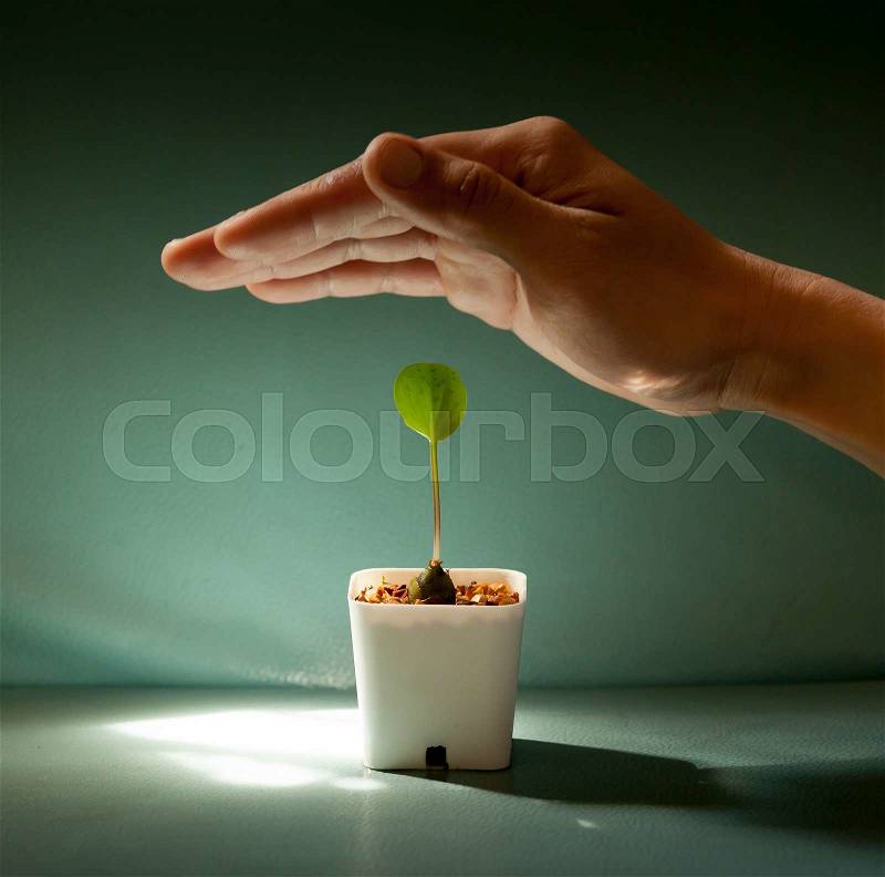 Human hands protecting young green plant on the color leather surface background, stock photo