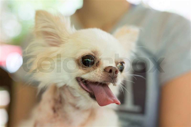Chihuahua small dog happy smile, pet wounded on neck, stock photo