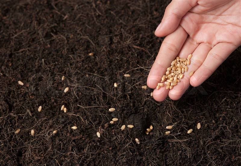 Hand planting seeds in the ground,Wheatgrass Seeds, stock photo