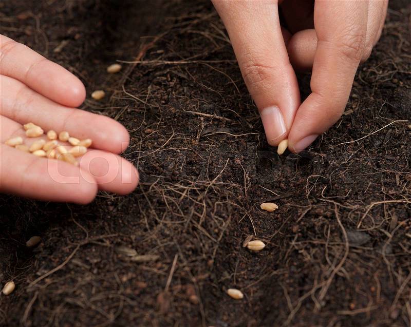 Hand seeding for planting into soil,Wheatgrass Seeds, stock photo