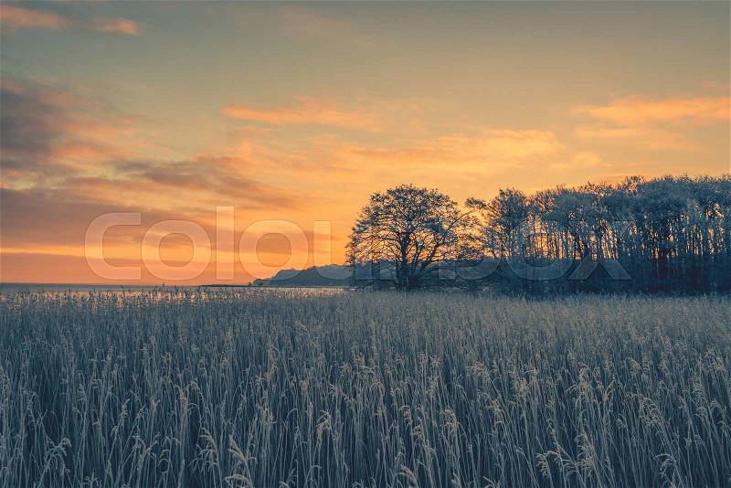 Tree silhouettes in the winter sunrise on a cold morning, stock photo
