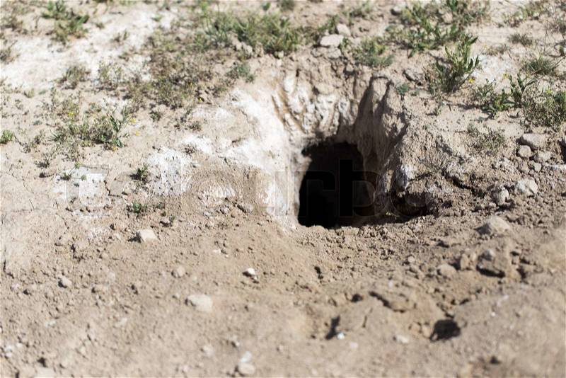 Hole in the ground animal in nature, stock photo