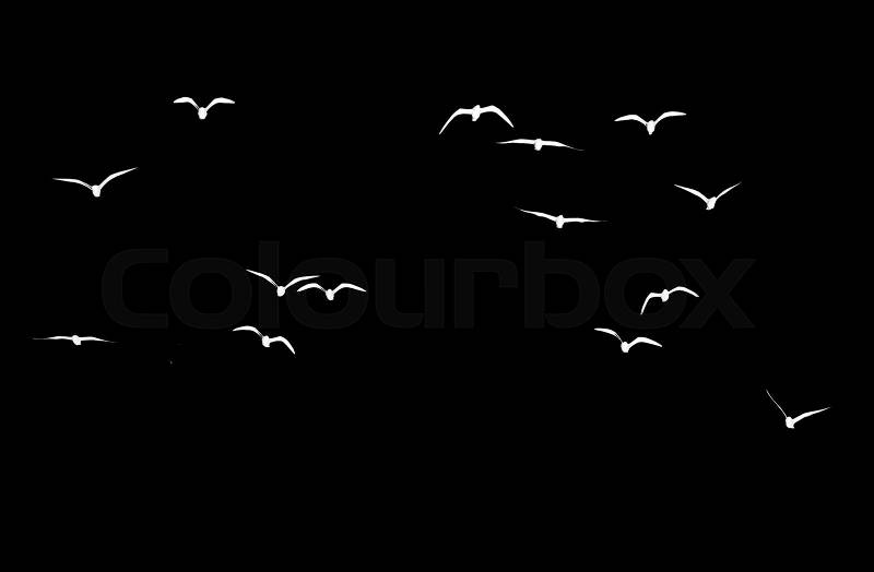 Silhouette of a flock of birds on a black background, stock photo