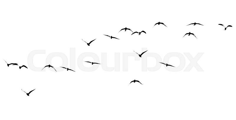 Silhouette of a flock of birds on a white background, stock photo