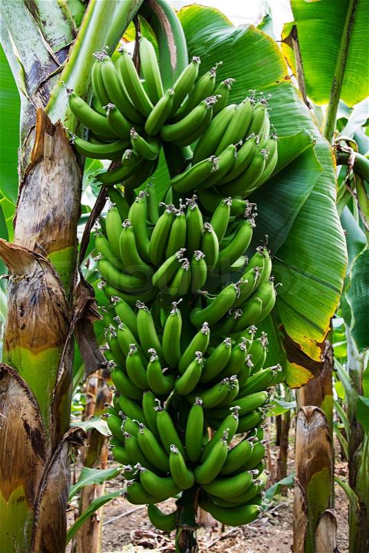Banana tree with a bunch of growing bananas, Alanya, Turkey, stock photo
