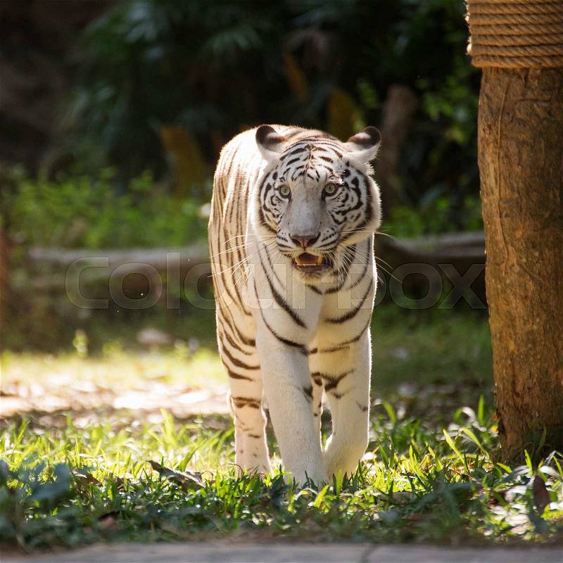 The White Tiger walking and looking something, stock photo