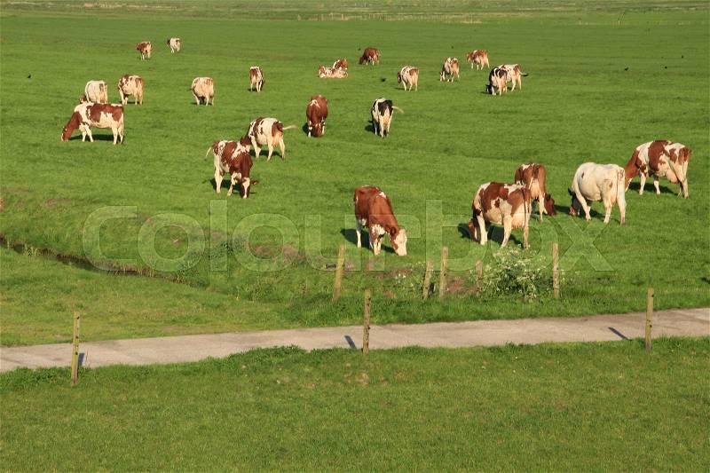A country road and grazing red brindled and black cows at the pasture at the countryside at sunset in the wonderful summer, stock photo