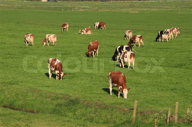Grazing red brindled and black cows in the grassland at the countryside at sunset in the wonderful summer, stock photo