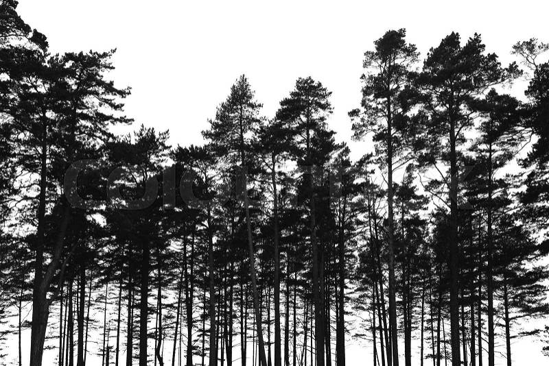 Pine trees forest isolated on white background. Black stylized silhouette photo, stock photo