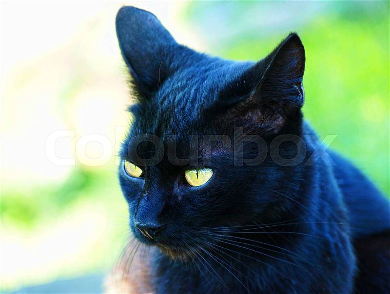Black cat head with green eyes taken closeup and soft bokeh, stock photo