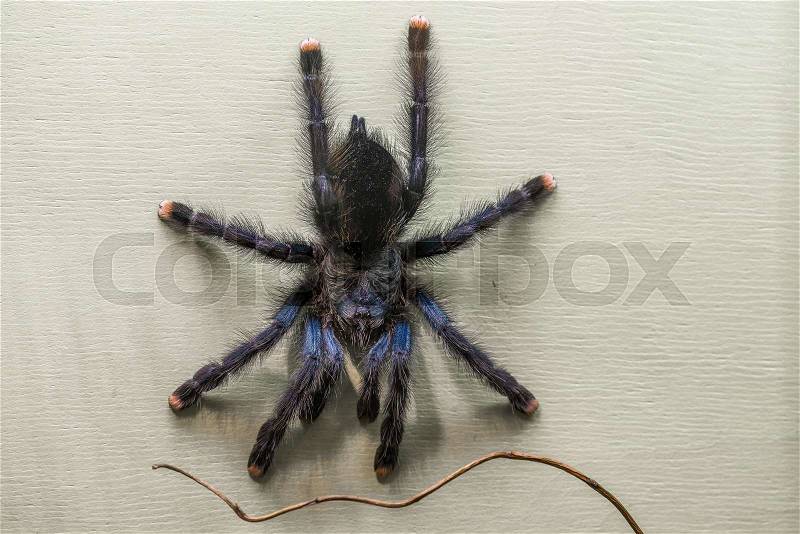 Poisonous tarantula in a terrarium, stock photo