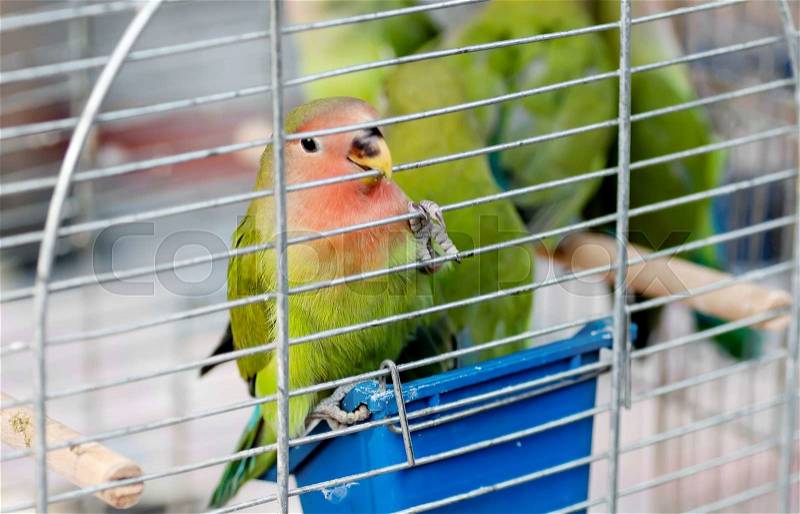 Green parrot in a cage, stock photo