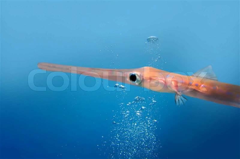 Red Sea needlefish (Tylosurus choram), Red Sea, Egypt, stock photo