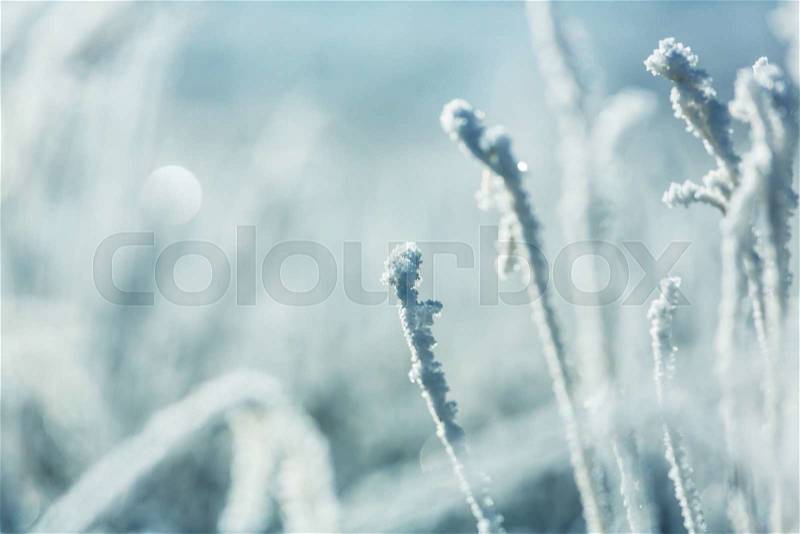 Frozen grass in the mountains, stock photo