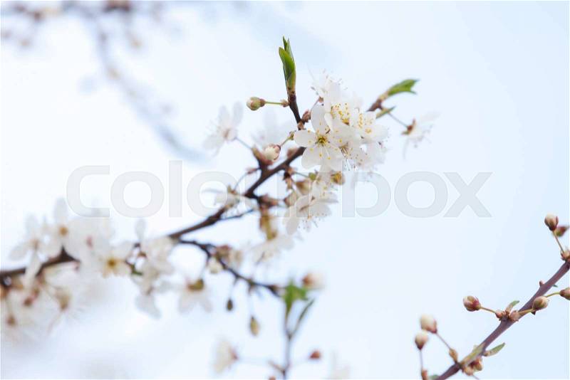 White flowers of apple tree on light blue sky background, closeup photo with selective focus, stock photo