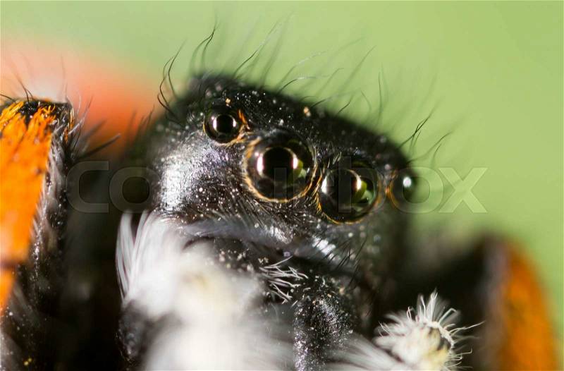 Portrait of a spider in nature. super macro, stock photo