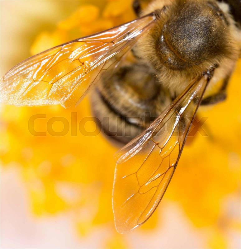 Wing of a bee on a flower. super macro, stock photo
