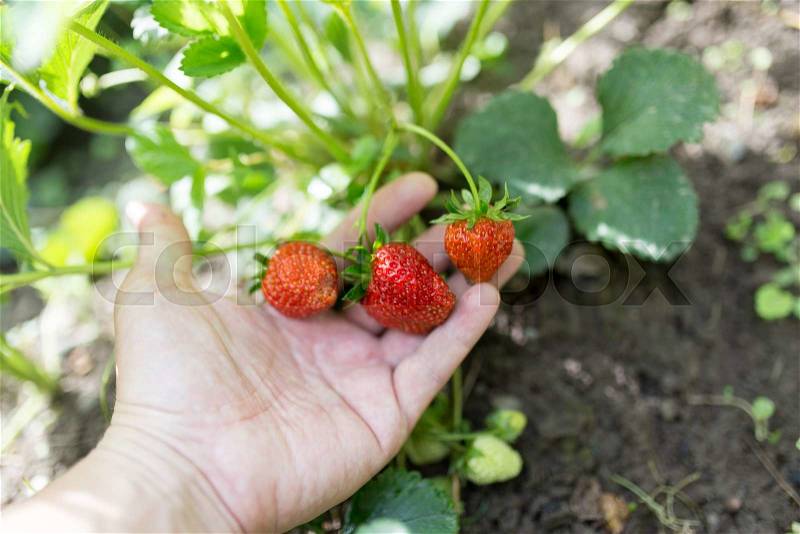 Strawberry in hand on nature, stock photo