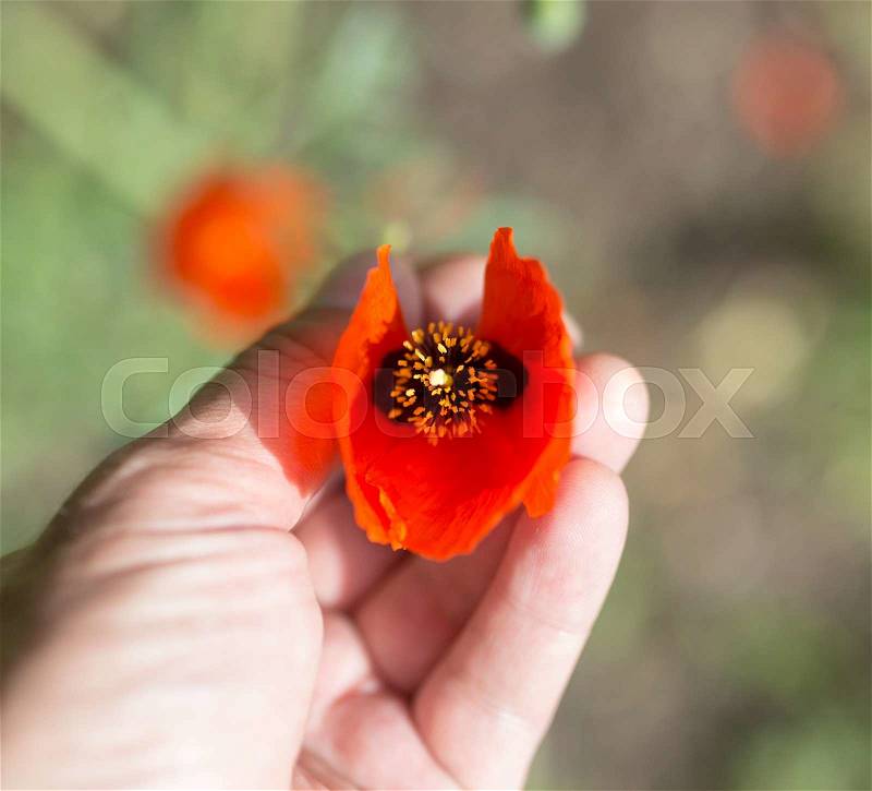 Red poppy flower in hand on nature, stock photo