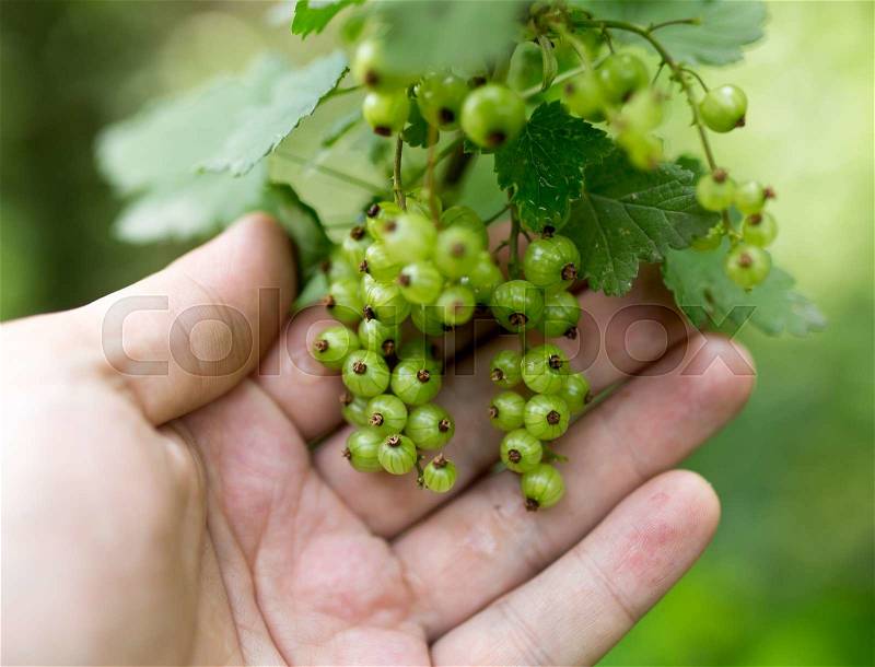 Green currant in hand on nature, stock photo