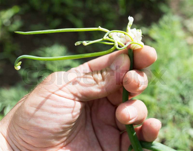 Green onions in hand on nature, stock photo