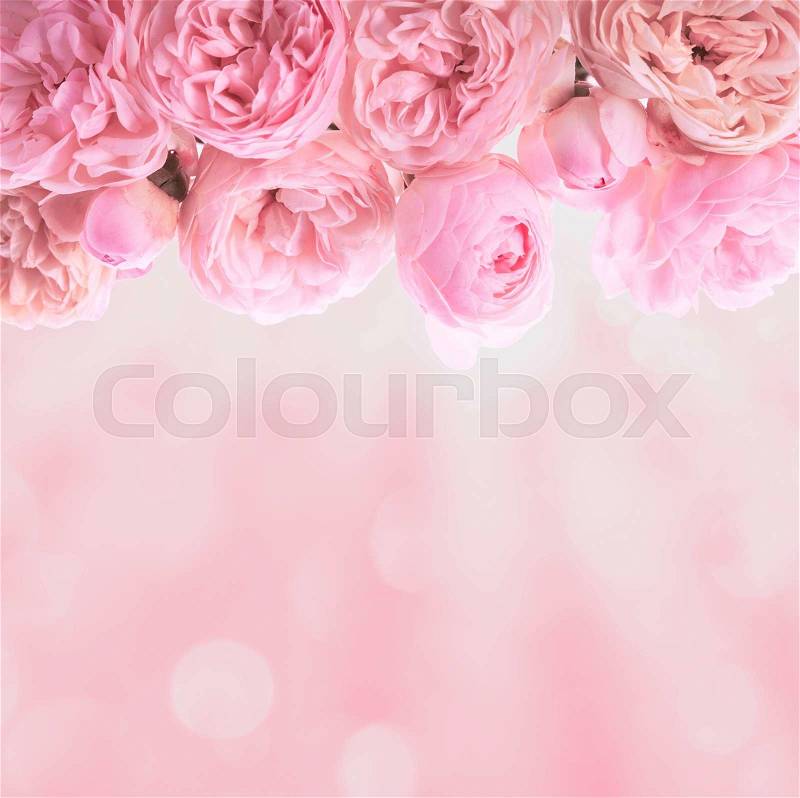 Pink roses border wedding background for design, stock photo