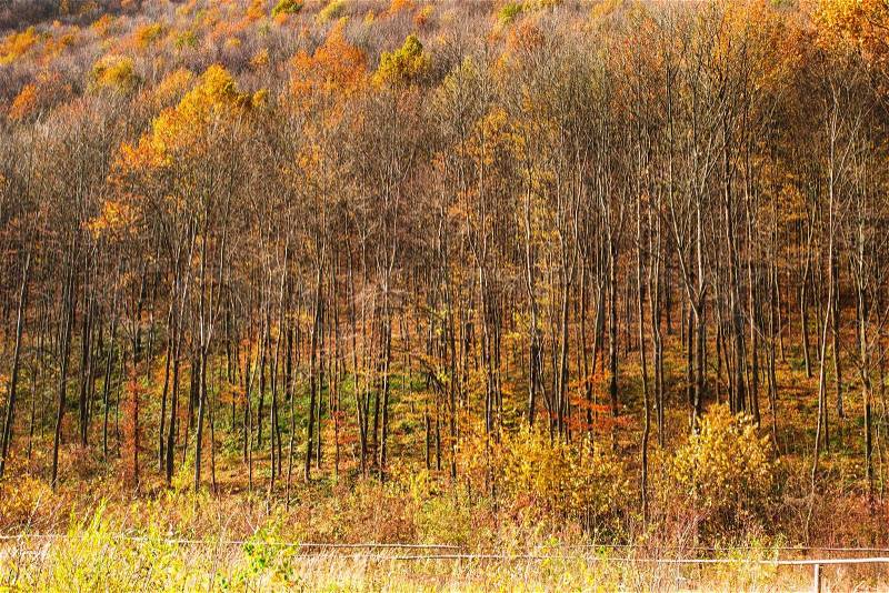 Wonderful landscape majestic forest in autumn season, stock photo
