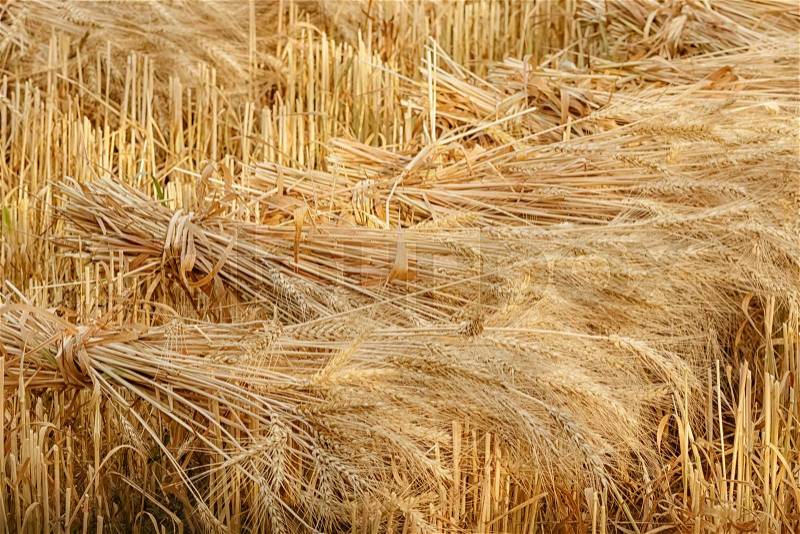 Wheat sheaves at the harvest in the field, stock photo