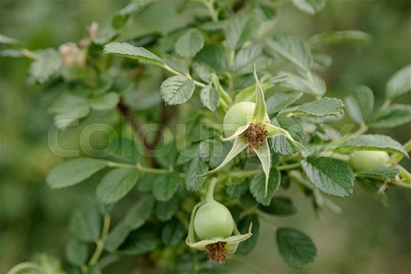 Bunch of rose hips, the fruit of the rose bush, stock photo