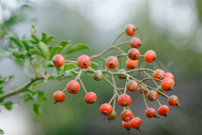 Bunch of rose hips, the fruit of the rose bush, stock photo