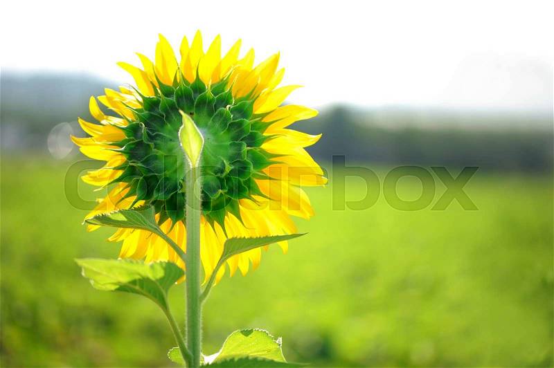 Sunflower back side, stock photo