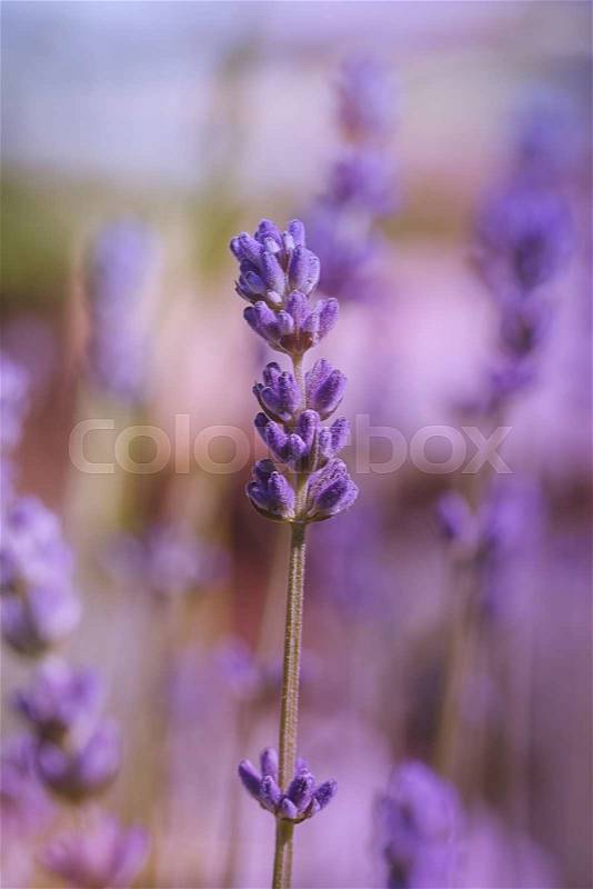 Lavender flower. Close up of lavender flower over blurred background. Done with vintage retro filter. A photo with shallow depth of field, stock photo