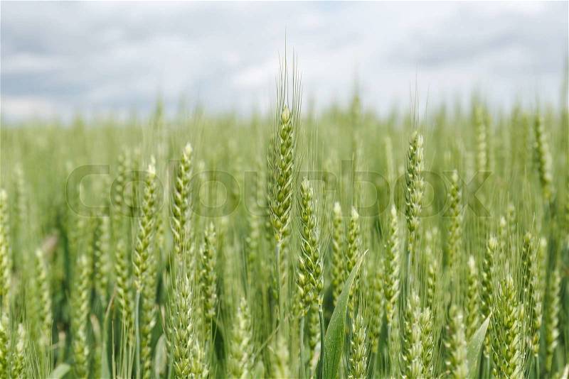 Field of wheat in spring. Heads of wheat in a green crop, close up, stock photo