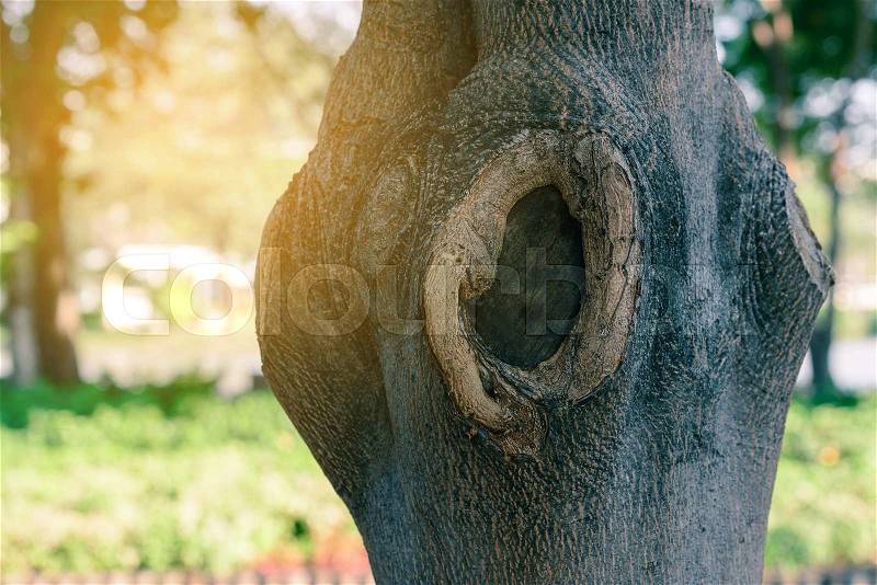 Cement in tree hole. , stock photo