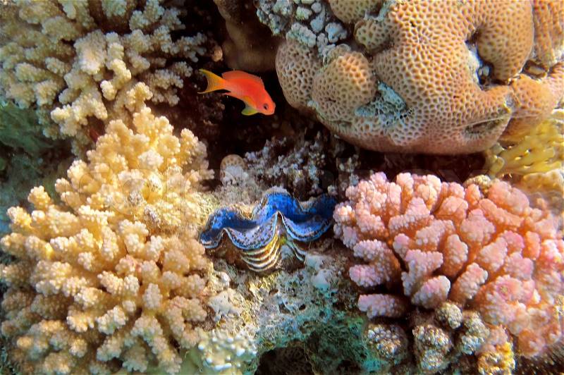 Blue Giant Clam, Red Sea, Egypt, stock photo