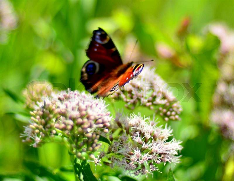 A Scandinavian Bird\'s Eye Butterfly Enjoying their the Sun Kissed Flowers as it Sucks up it\'s Nectar, stock photo