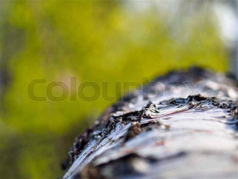Close up birch tree background, stock photo