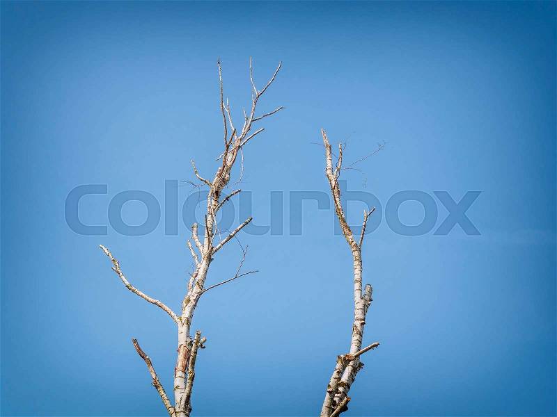 Birch tree background with blue sky, stock photo