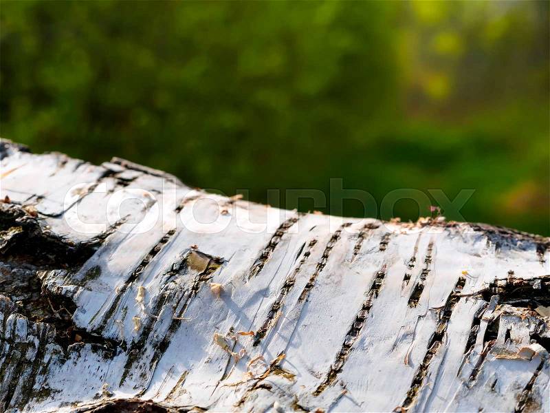 Close up birch tree background, stock photo