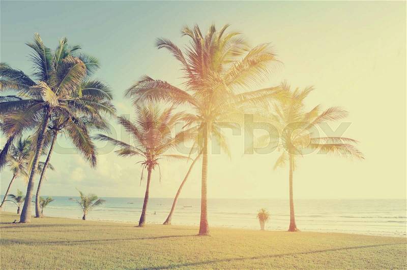 Beautiful palm trees at the beach, stock photo