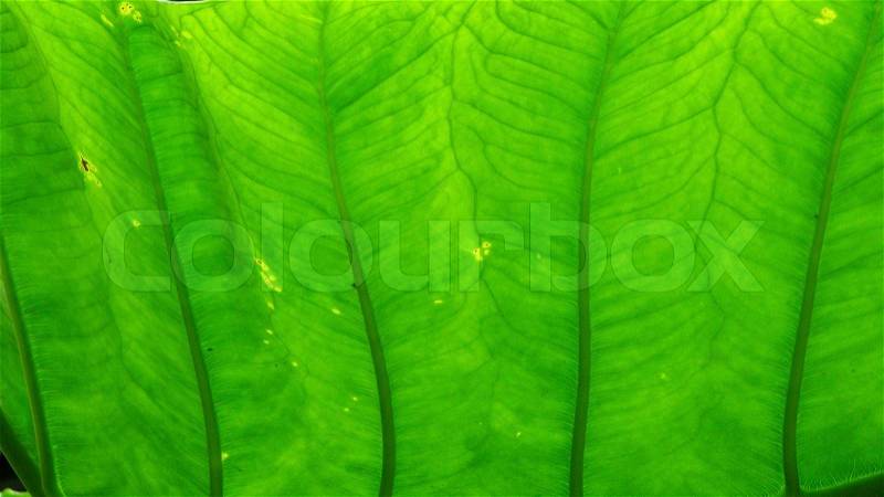 Background of a green leaf structure in backlight, stock photo